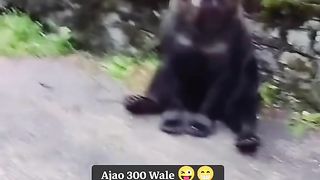 Funny Panda Viral Video 10