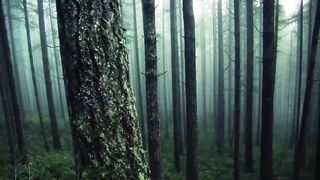 Amazing Freeride Forest