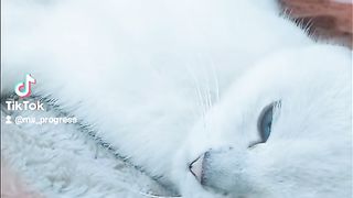 Кошка 7