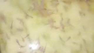 Berapa lama kalian budidaya ikan lele❓Berapa kolam saat ini yang kalian kelola❓