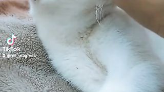 Я люблю кошка подпишите пожалуйста