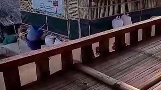 Ternak ayam dan budidaya ikan lele sangat berkesinambungan