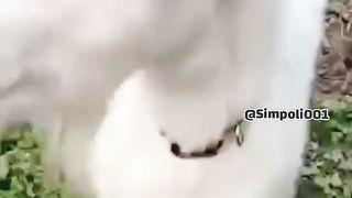 Funny Goat Viral Video 3