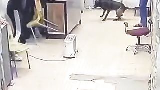 Funny Dog ????????????