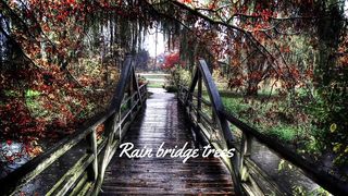 Rain bridge trees