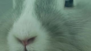 RABBIT FACE #shortvideo  #shortsvideo #youtubevideo