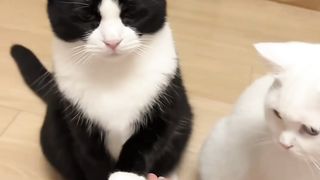 Cute Cat 21