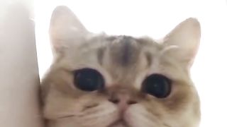 Found a cute pet