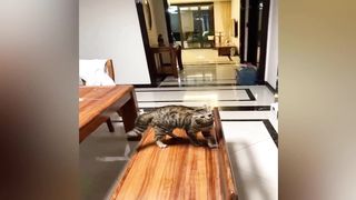 New Funny Videos 2023 ???? Cutest Cats and Dogs ???????? 10