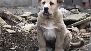 Злий собака
