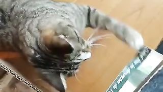 Pourquoi ton chat te réveille la nuit .