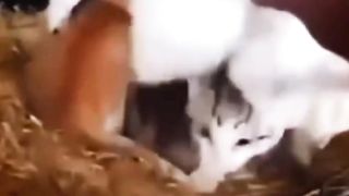 Mother Chicken Takes Care of Kittens, whose Mother Cat Has Died