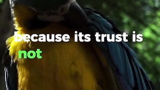 Trust Your Wings - Overcoming Challenges with Confidence