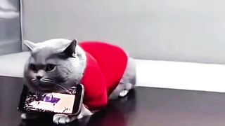 Gray Cat annoyed face because he was told to hold his master's cellphone