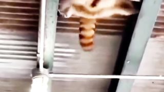 Thought to be a thief, turns out to be a Cat