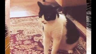 Cat gymnastics heels e heels e#fyp