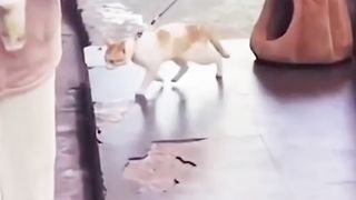 Walking On The Moon Dance Style By The Cat
