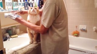 Have the love of a cat is to have the world