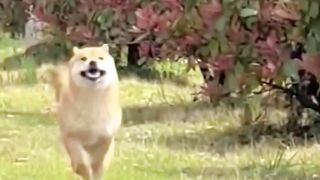 Dogs 12