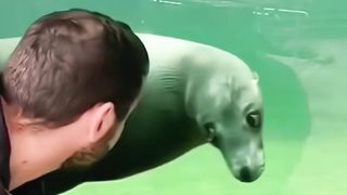 Animals 06