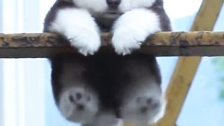 Dogs 13