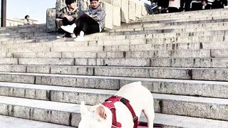 Dogs 14