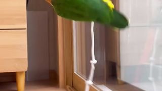 Bird 01 2