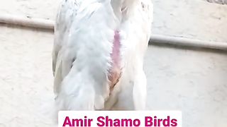 White Aseel rooster breeder hens for sale