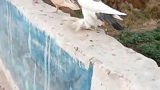 Beautiful fancy pigeon for sale