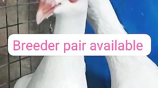 White pigeon for sale in Pakistan and