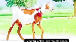 Ablak goats for sale in Pakistan and