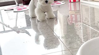 Dogs 15