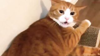 funny cat video 14