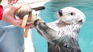 Animals 08