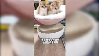 Cute Pets 7