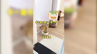 Cute Pets 2 2