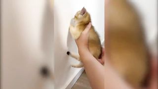 Cute Pets 3 2