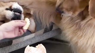 Funny Dog Viral Video 80