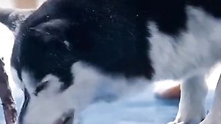 Dog action in movi