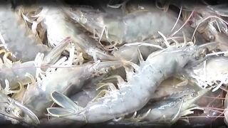Cara Sukses Budidaya Udang Vaname Sistem Bioflok Kolam Bundar