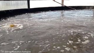 BIOFLOC SUPER INTENSIVE SHRIMP POND WATER PREPARATION (Part 2)