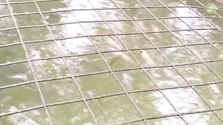 PAANO GUMAWA NG TILAPIA POND LESS THAN 2,OOO PESOS_TILAPIA FARMING 2