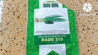 ách Trồng Hành Lá Bằng Hạt _ Trồng Một Lần Thu Hoạch Quanh Năm _ Phan Đức #165