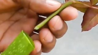 Rose plante
