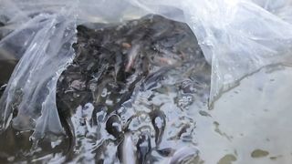 How to Make a DIY Fish Pond Filter System to Raise___ a Lot __of Fish - Aquarium Fish Tank 2