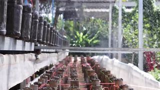 I Built Backyard Aquaponics System for Crawfish Raising and White Radish, Water Spinach Growing 2