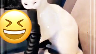 random behavior of cats