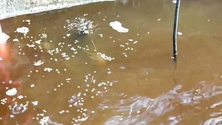 Biofloc Technology How it Works in Hito Farming and other Challenges