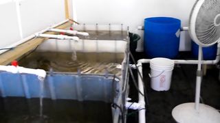 Tilapia Farming At Home - Water Changes