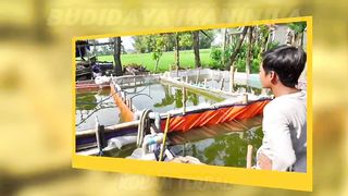 Ikan Nila Kolam Terpal __ budidaya nila kolam terpa